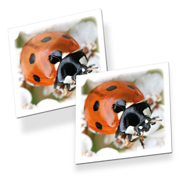 Memo Insecten - Afbeelding 2